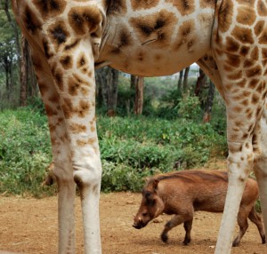 Animal Orphanage and Giraffe Center, Nairobi Kenya - photography by Jenny SW Lee