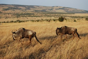 Wildebeest Safari Kenya - photography by Jenny SW Lee