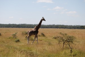 Giraffes in safari Kenya - photography by Jenny SW Lee