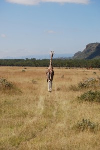 Giraffes in safari Kenya - photography by Jenny SW Lee