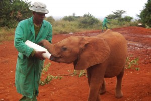 Elephant Nursery and Rehabilitation Center in Kenya - photography by Jenny SW Lee