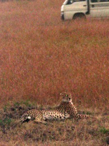Cheetah Safari Kenya - photography by Jenny SW Lee