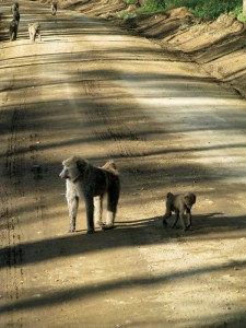 Monkeys in Kenya - photography by Jenny SW Lee