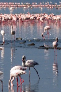 Pink Flamingo Narok Kenya - photography by Jenny SW Lee