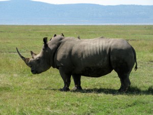 Rhino Safari Kenya - photography by Jenny SW Lee