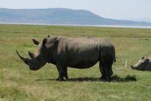 Rhino Safari Kenya - photography by Jenny SW Lee