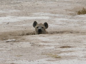 Hyena Safari Kenya - photography by Jenny SW Lee