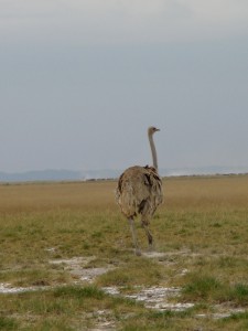 Female ostrich Safari Kenya - photography by Jenny SW Lee