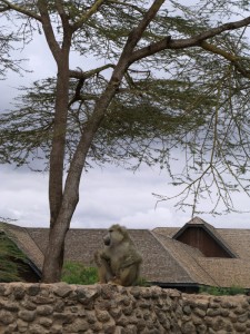 Monkeys in Kenya - photography by Jenny SW Lee