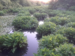 Alewife Brook Reservation, Cambridge, MA | Photography by Jenny S.W. Lee