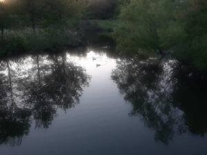 Alewife Brook Reservation, Cambridge, MA | Photography by Jenny S.W. Lee