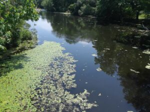 Scarboro Pond, Franklin Park, MA | Photography by Jenny S.W. Lee