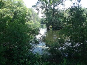 Scarboro Pond, Franklin Park, MA | Photography by Jenny S.W. Lee