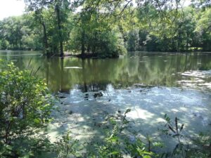 Scarboro Pond, Franklin Park, MA | Photography by Jenny S.W. Lee