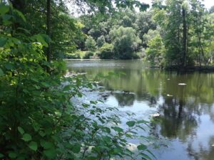 Scarboro Pond, Franklin Park, MA | Photography by Jenny S.W. Lee