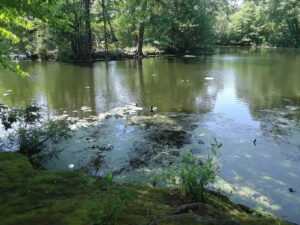 Scarboro Pond, Franklin Park, MA | Photography by Jenny S.W. Lee