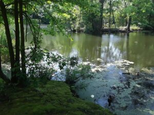 Scarboro Pond, Franklin Park, MA | Photography by Jenny S.W. Lee