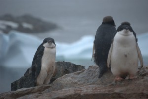 Petermann Island Antarctica - photography by Jenny SW Lee