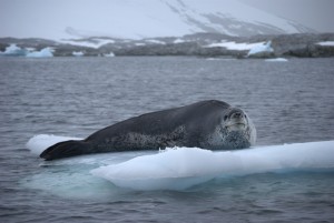 Pleneau Bay Antarctica - photography by Jenny SW Lee