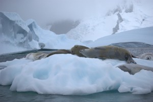 Pleneau Bay Antarctica - photography by Jenny SW Lee