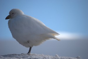 Gouldier Island Antarctica - photography by Jenny SW Lee