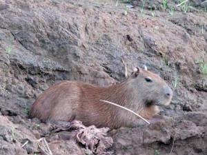 capybara - largest rodent in the world, Amazon Rainforest Peru - photography by Jenny SW Lee