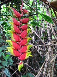 heliconia plant at the Amazon Rainforest, Peru - photography by Jenny SW Lee