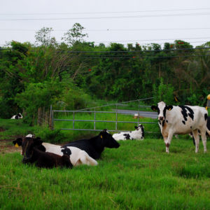 Cows in Puerto Rico