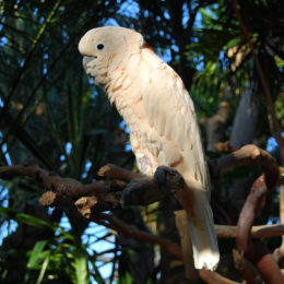 Cockatoo at Bloedel Floral Conservatory