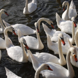 Swans along Masarykovo, swim up to shore where they are lured and fed. 
