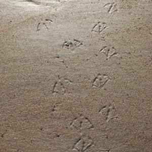 Footprints on sand of Seal Harbor