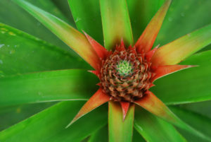 Arruda Pineapple Plantation - photography by Jenny SW Lee