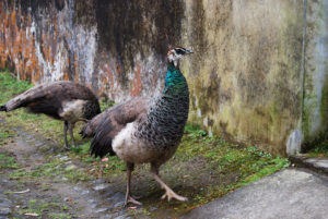 Peacocks near the Lagoa das Furnas. Sao Miguel Azores Portugal - photography by Jenny SW Lee