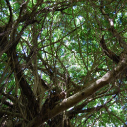 Banyan trees in Kauai's Hindu Monastery in Kapaa