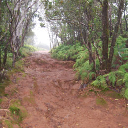 Pihea Trail in Koke'e State Park