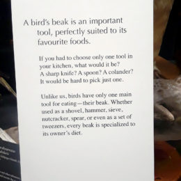 The uniqueness of each bird's beak - a unique tool for life