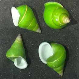 Green tree snails