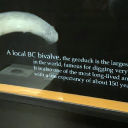 Local BC Bivalve - life expectancy of about 150 years. Largest burrowing clam in the world