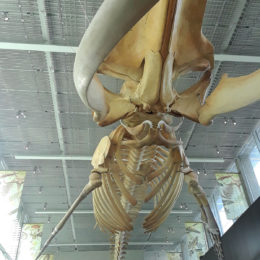 Blue whale - estimated weight 150 tons.