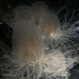 Spirocodon saltator jellyfish