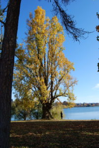 Green Lake Park, Seattle, WA (November 2019) | Jenny SW Lee