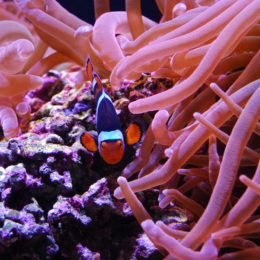 Clown anemonefish and Bubble-tip anemone