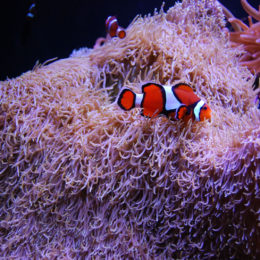 Clown anemonefish and Carpet anemone
