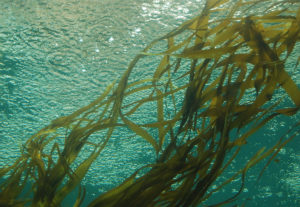 Kelp at Seattle Aquarium | Photography by Jenny SW Lee