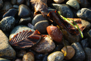 Golden Gardens Park | Photography by Jenny S.W. Lee