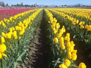 Skagit Valley Tulip Festival Washington | Photography by Jenny S.W. Lee