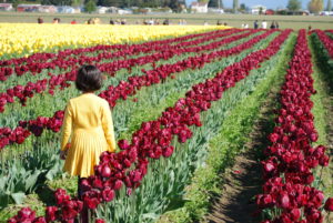 Skagit Valley Tulip Festival Washington | Photography by Jenny S.W. Lee