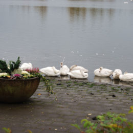 Tjörnin lake