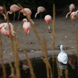 flamingos and swan