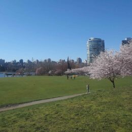 Cherry Blossoms in David Lam Park, False Creek, Yaletown | Photography by Jenny S.W. Lee